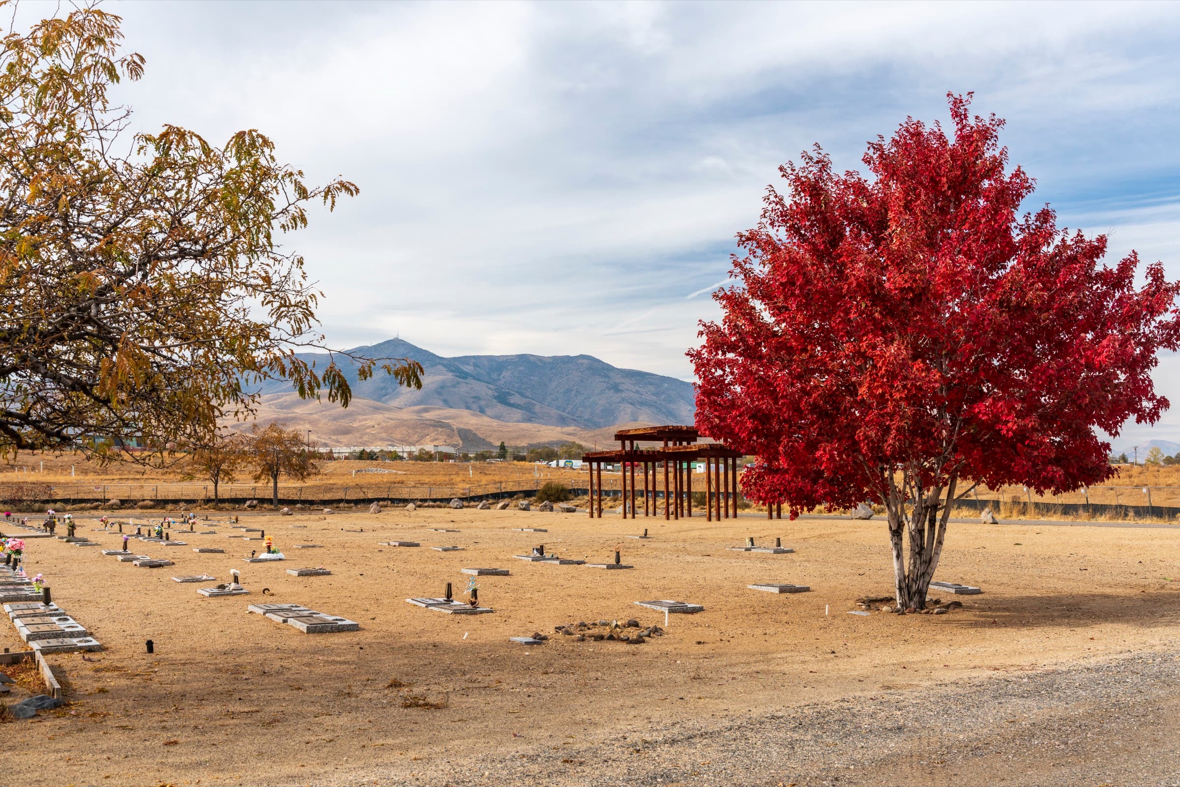 A brilliant red autumn tree on the desert grounds